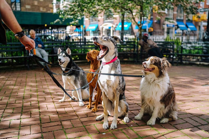 Chien en séance avec éducateur canin à Gex