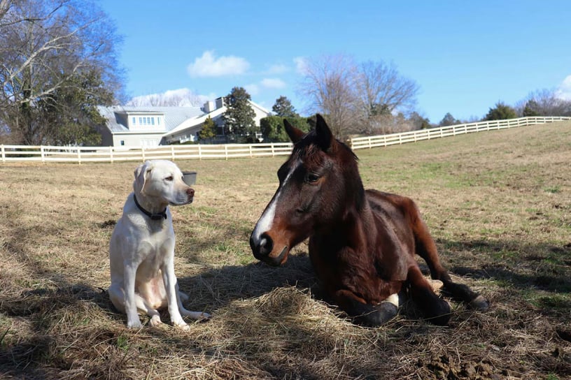 Chien en séance avec éducateur canin à Gex