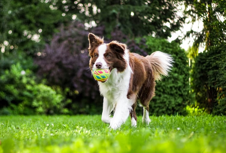 Chien joueur en séance d’éducation canine dans le Pays de Gex