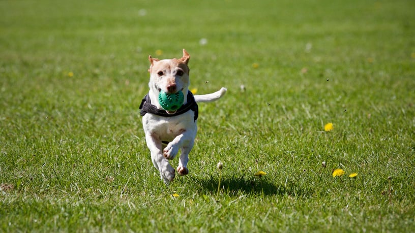 Chien en séance avec éducateur canin à Gex