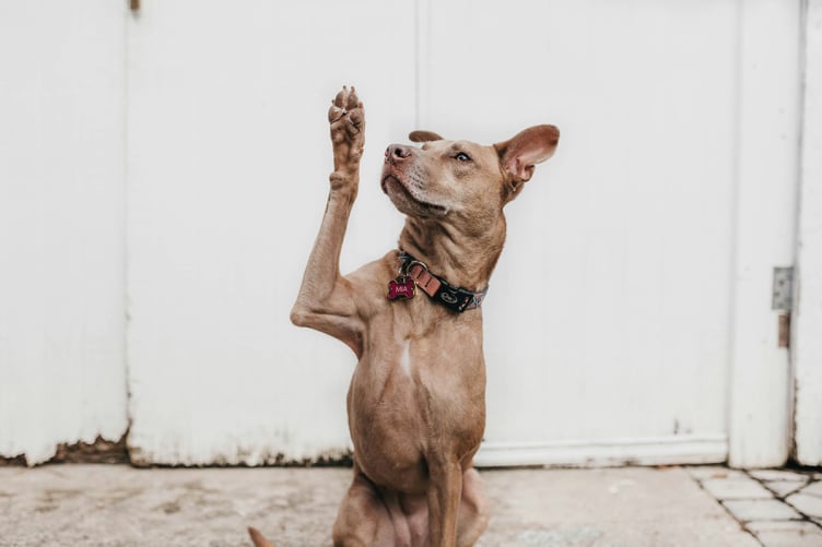 Chien en apprentissage d’un ordre assis – Éducation canine positive à Gex