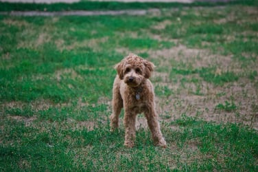 Chien en séance avec éducateur canin à Gex
