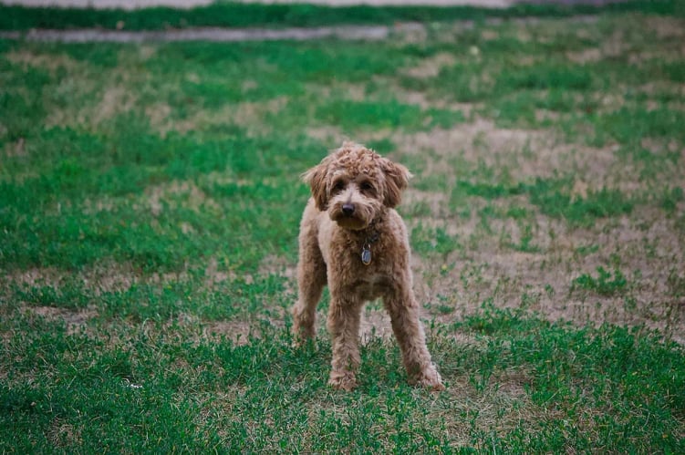 Chien en séance avec éducateur canin à Gex