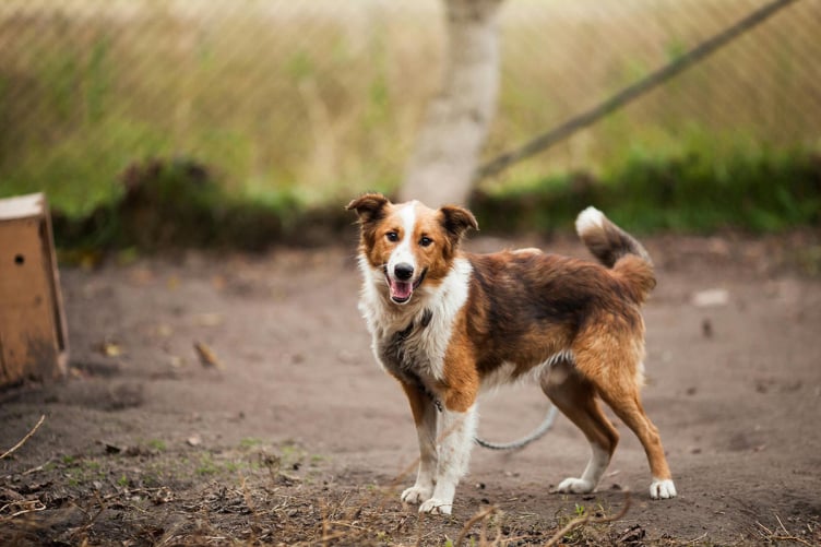 Chien en séance avec éducateur canin à Gex