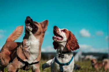 Chien en séance avec éducateur canin à Gex