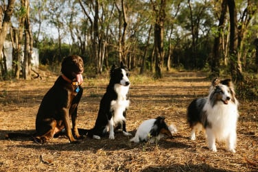 Chien en séance avec éducateur canin à Gex