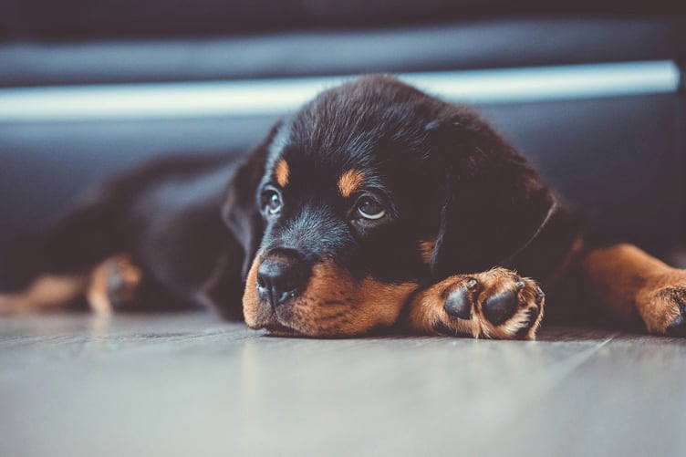 Chien en séance avec éducateur canin à Gex