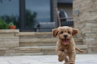 Chien en séance avec éducateur canin à Gex