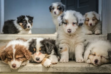 Chien en séance avec éducateur canin à Gex