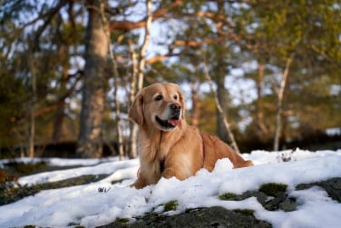 Chien en séance avec éducateur canin à Gex