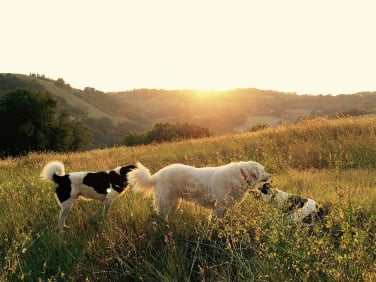 Chien en séance avec éducateur canin à Gex