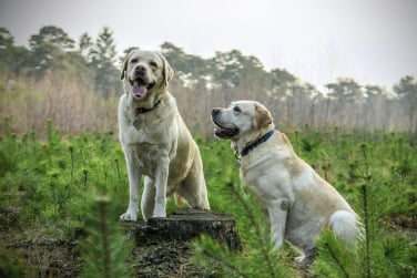 Chien en séance avec éducateur canin à Gex