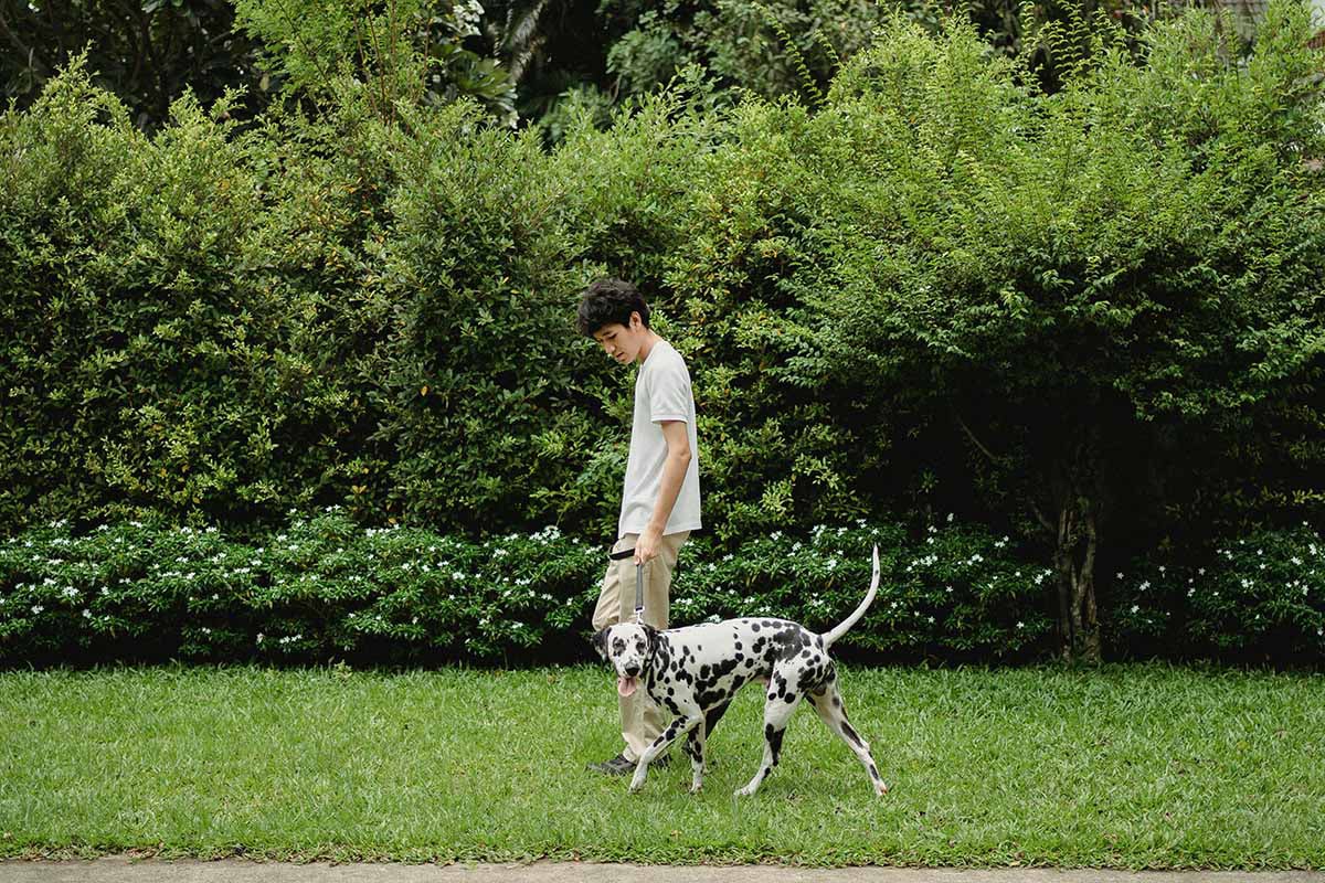 Chien en séance avec éducateur canin à Gex