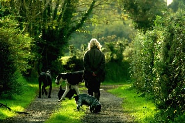 Chien en promenade éducative en forêt dans le Pays de Gex