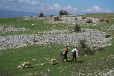 Promenade éducative en montagne avec des chiens dans le Pays de Gex
