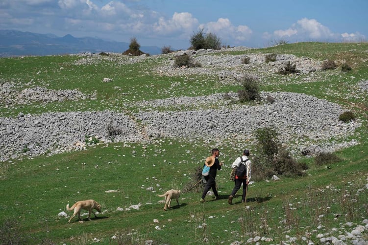 Promenade éducative en montagne avec des chiens dans le Pays de Gex